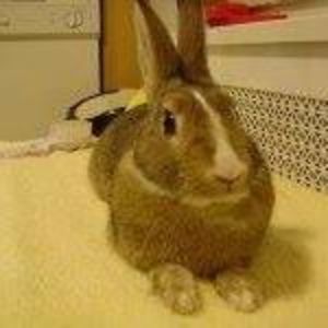 Meet your Posher, Hsing